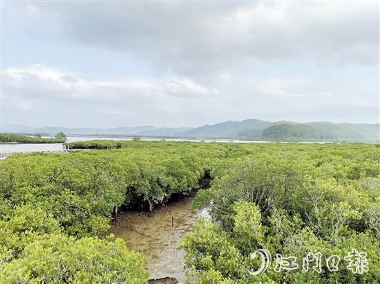 恩平镇海湾红树林是环镇海湾生态文明发展示范区的一颗耀眼明珠。