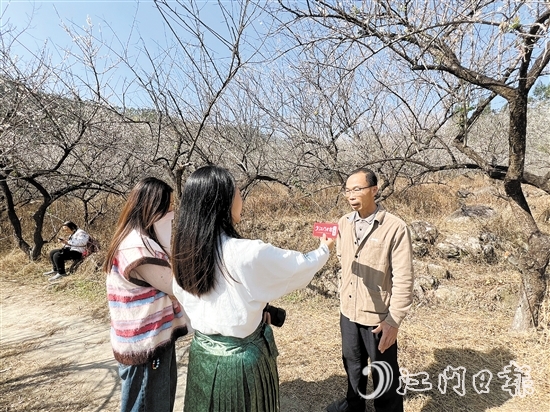 黎松德介绍今年梅花开放情况。