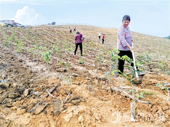 2024年7月13日，总投资约2亿元的沉香种植产业园项目落地鹤城镇坑尾村，首期沉香种植面积约166.66公顷（2500亩）。图为当地村民在种植沉香。