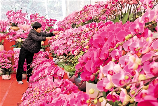 兰花是年花市场的宠儿，深受市民喜爱。