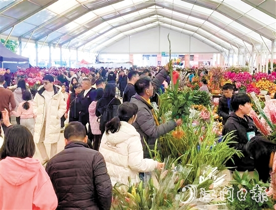 昨日，在华鸿国际车城迎春花市，花美人多年味浓。