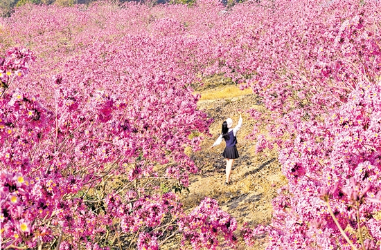 鹤山市共和镇来苏村的紫花风铃木绽放。