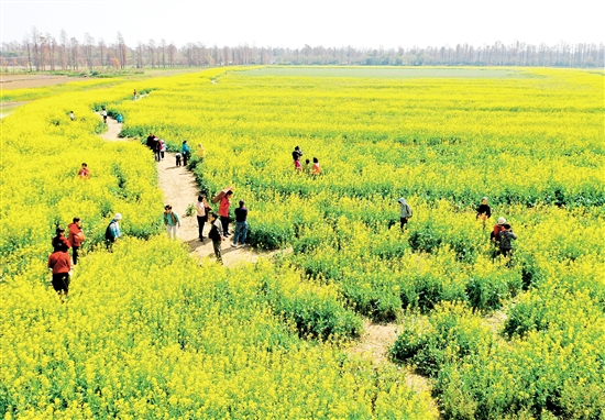 江海区都市农业生态园油菜花盛开，吸引不少市民前往游玩。