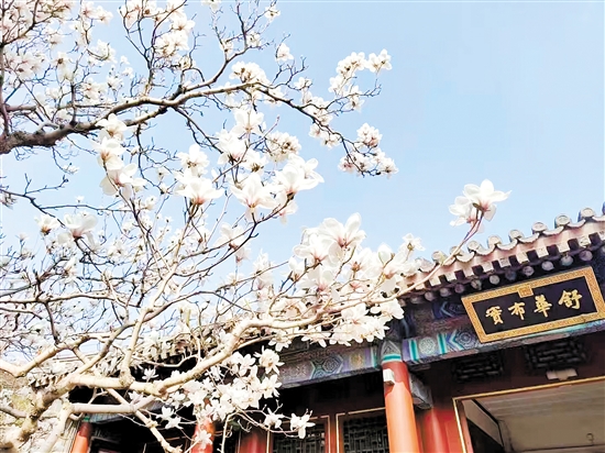春天，北京颐和园的白玉兰盛放，寻芳赏春正当时。