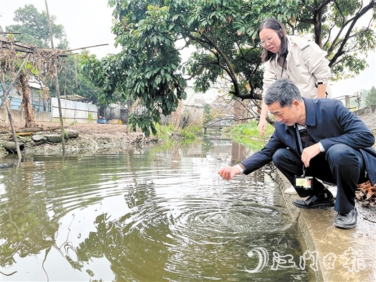 新会区纪检监察干部到双水镇北水村回访，查看水质变化。