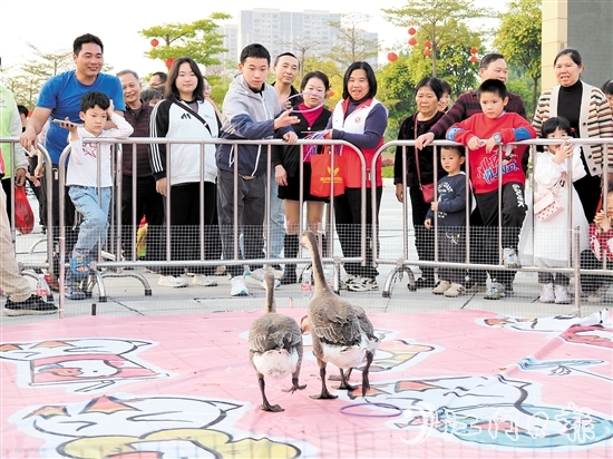 市民通过套圈的形式“抱得大鹅归”。