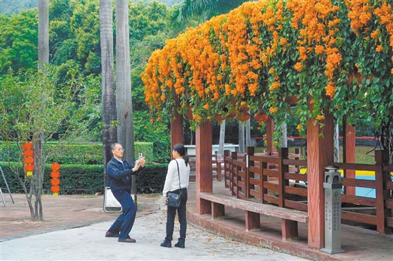 “炮仗花长廊”吸引了不少市民游客前来拍照。