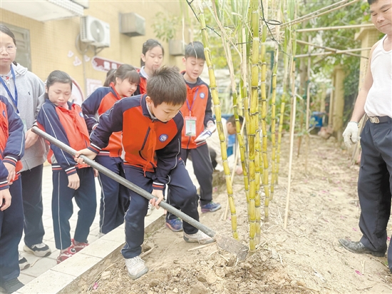 学生采收甘蔗。