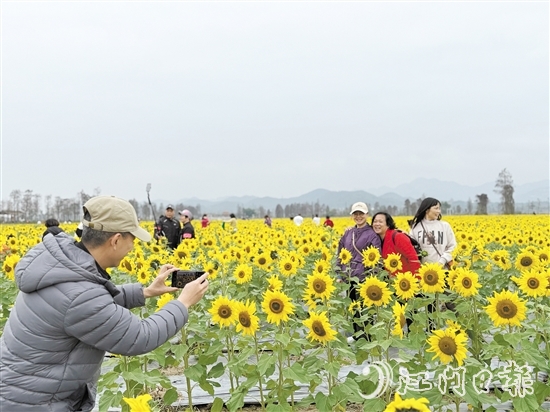 游客们在花海中游玩。