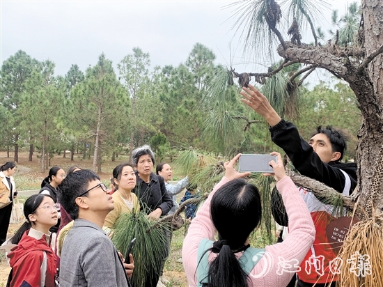 志愿者向大家讲解松树的生长特性和授粉过程。