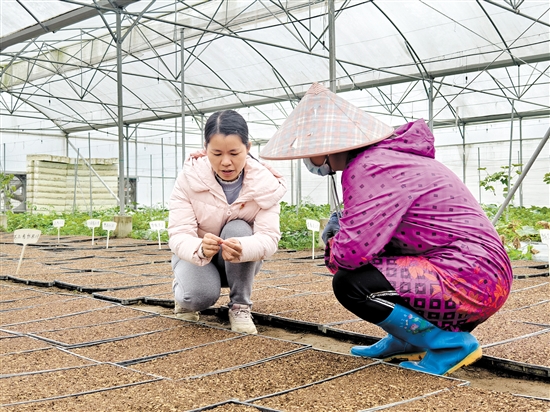 官利兰（左）深入田间地头为农作物“把脉问诊”。