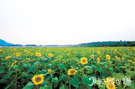 江门市醉乡里生态农场位于南芦村，向日葵盛开时会吸引众多市民游客前来拍照打卡。