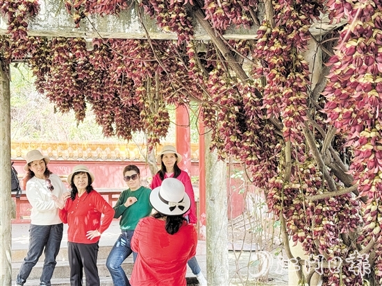 禾雀花在公坑寺盛放，吸引了众多市民游客前来打卡。