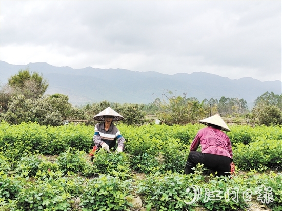 恩平种植簕菜由来已久。