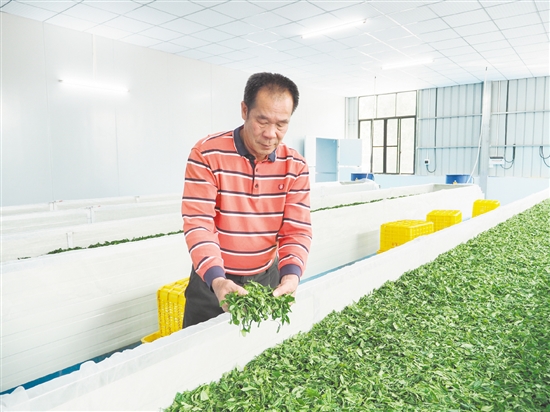 在鹤山市宅梧康茗种养专业合作社的标准化茶叶加工车间里,余国强在萎凋间翻动茶青。 在鹤山市宅梧康茗种养专业合作社的标准化茶叶加工车间里,余国强在萎凋间翻动茶青。