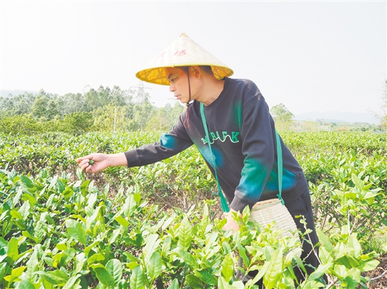 莫华振在茶园里采摘春茶,经过数年培育,今年茶园迎来丰收。 莫华振在茶园里采摘春茶,经过数年培育,今年茶园迎来丰收。