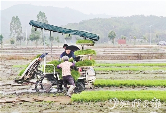 试验基地在开展盐碱地改造、耐盐碱水稻试验的同时，带动周边农户参与，让村民实现“家门口”就业。