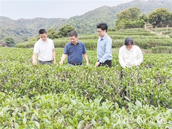 大沙镇人大主动开展采茶工招聘宣传工作，为群众提供就近务工机会。