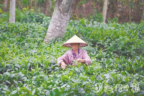 清晨，采茶工在茶山上采摘今年的新茶。