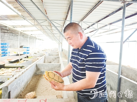 莫立觉仔细观察种龟的生长情况。
