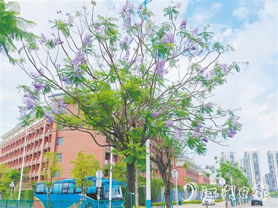 蓝紫色的花朵如梦如幻。