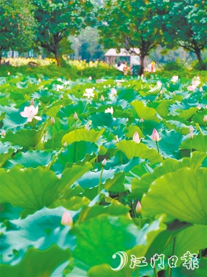 江海都市农业生态园荷花悄然绽放，预计端午前后进入盛花期。龚静