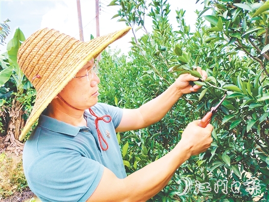叶朝胜正为新会柑树修剪枝叶。