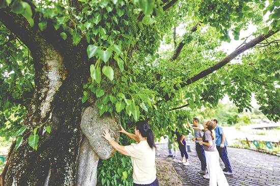 菩提古树公园拥有一棵树龄715年的菩提古树。