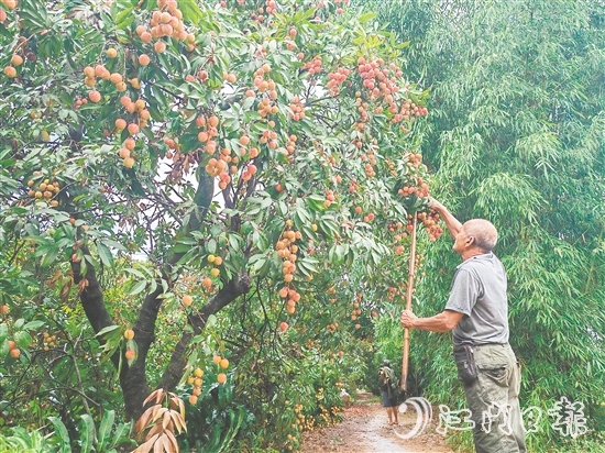 慈溪村荔枝批量上市，红色的果实压弯了枝头。