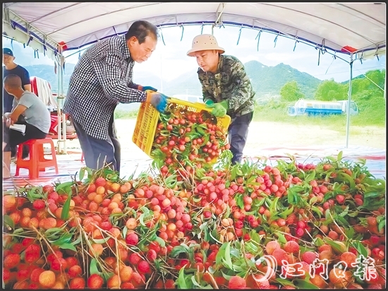 台山市新时代文明实践中心发挥“8+N”志愿服务总队牵头作用，联合北陡镇新时代文明实践所加强与当地农业部门的沟通对接，助力打响北陡荔枝品牌，成为新时代文明实践的鲜活注脚。