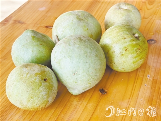 冰淇淋果果实成熟时可呈黄色或绿色，果肉为乳白色或米黄色，质地绵软顺滑，果香浓郁。