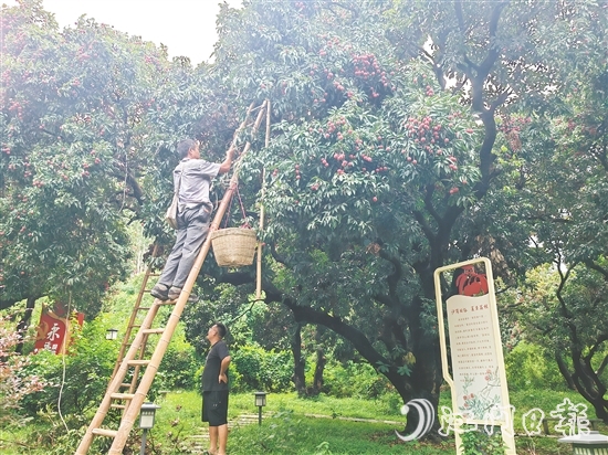 沙岗村的村民忙着摘荔枝。