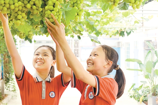 同学们亲手采摘葡萄。