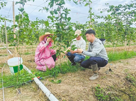 市政府办公室创新引入“三方合作”机制，引进黄金百香果等系列农产品种植项目。图为驻镇帮扶干部与种植户在探讨黄金百香果种植技术。