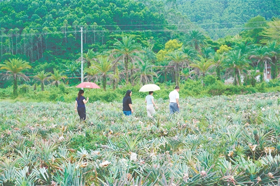游客到田里摘凤梨。