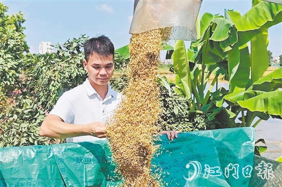 张和顺第一时间观察采收的早造稻谷。 张和顺第一时间观察采收的早造稻谷。