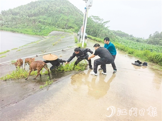 东成镇党员干部在巡查时,发现8头散养家牛因受惊失控被困,迅速开展救援。 东成镇党员干部在巡查时,发现8头散养家牛因受惊失控被困,迅速开展救援。
