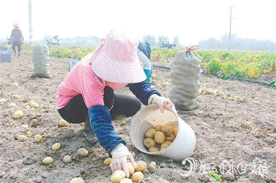 恩平市社村联合会推动马铃薯产业做大做强,助力村民增收。 恩平市社村联合会推动马铃薯产业做大做强,助力村民增收。