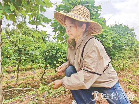 黄美茹在田间查看葛根生长情况。