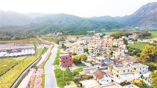 每到花期，鹤城镇城西村的樱花大道便会披上“粉装”。