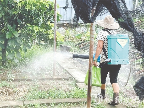 新会区安排消杀队伍每周多次开展覆盖式药物喷洒,通过系统化灭蚊作业,降低疾病传播风险。 新会区安排消杀队伍每周多次开展覆盖式药物喷洒,通过系统化灭蚊作业,降低疾病传播风险。