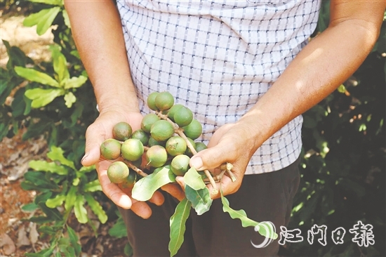 新连村澳洲坚果种植基地坚果树结出的果子硕大无比。