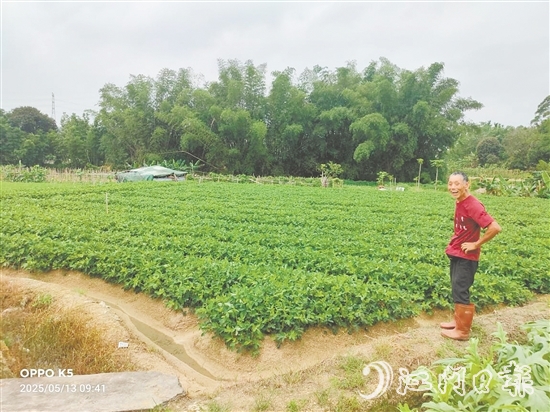 眼见推广种植花生新品种效益高，收入增加了，南中村村民喜笑颜开。