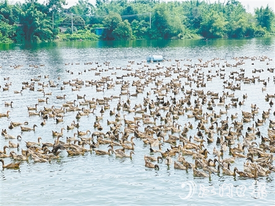 赤水镇以麻鸭为起点，走特色鲜明的乡村振兴路。