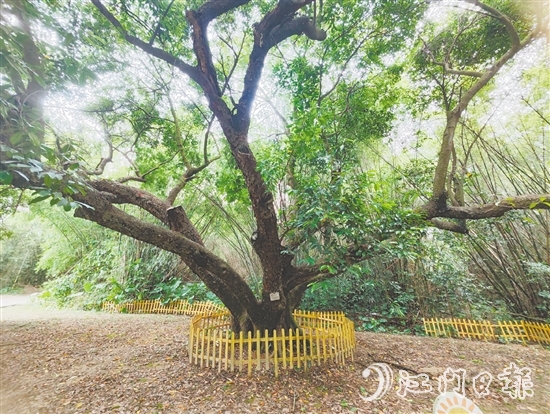 在人大监督推动下，开平市368棵古树全部登记在册，挂上保护牌。