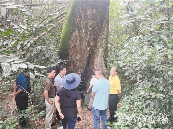 开平市人大常委会实地调研督导关于见血封喉古树的重点建议办理落实情况。
