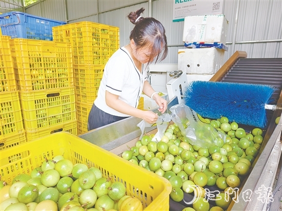 黄剑梅正在挑选百香果。
