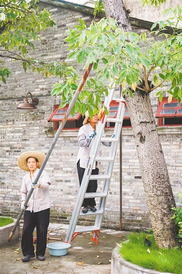 赤坎华侨古镇积极部署,对园区内的大量文物古迹和古树进行加固。景区供图 赤坎华侨古镇积极部署,对园区内的大量文物古迹和古树进行加固。景区供图