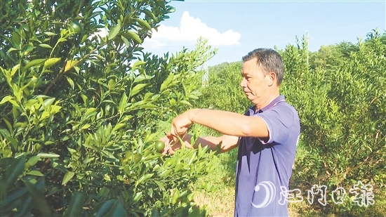 当前正值新会柑花芽分化的重要阶段,工人在采摘小青柑的同时进行修枝。 当前正值新会柑花芽分化的重要阶段,工人在采摘小青柑的同时进行修枝。