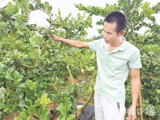 梁飞龙在香水柠檬种植园里检查果树的生长情况。